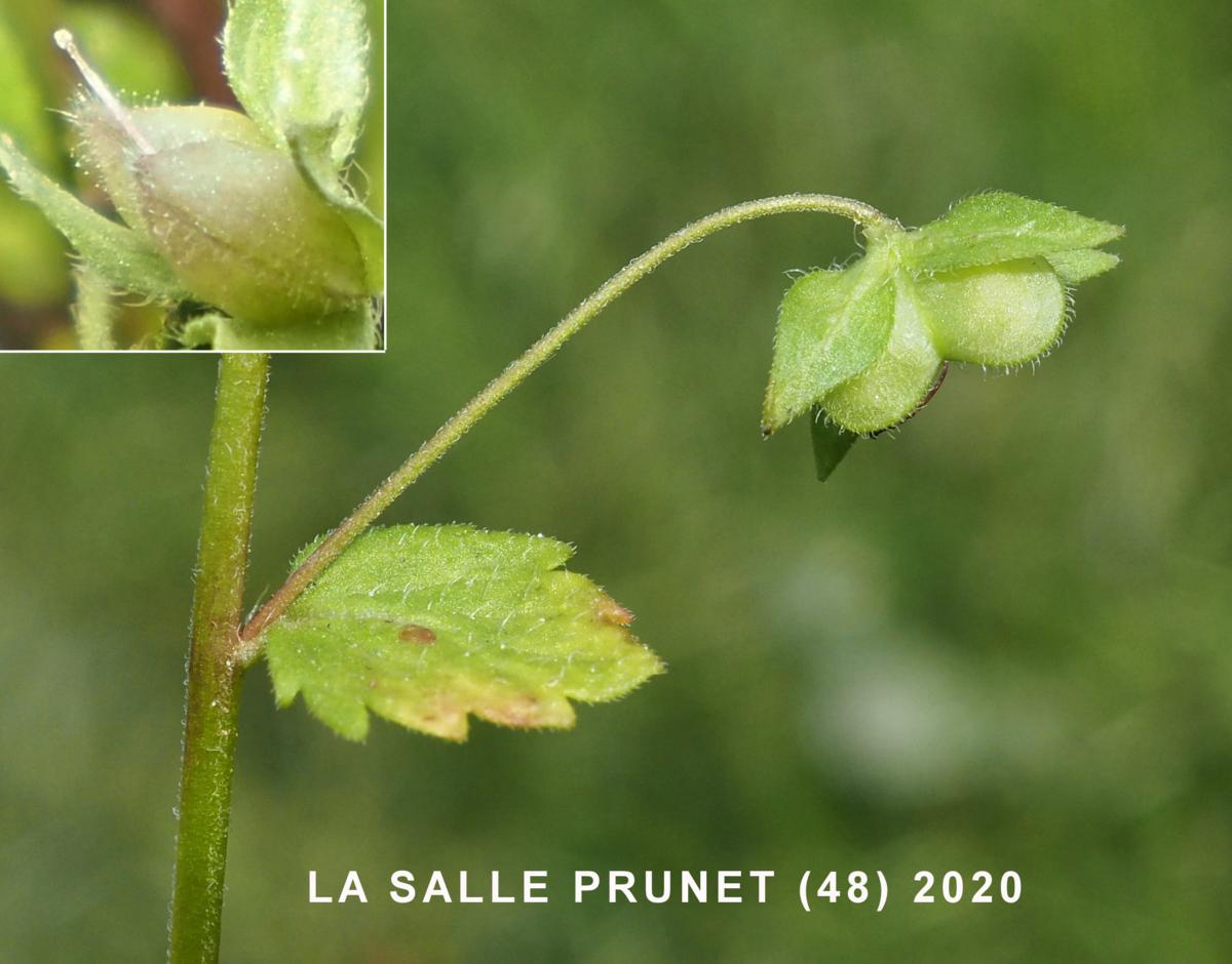 Speedwell, Field, Buxbaum's Speedwell fruit